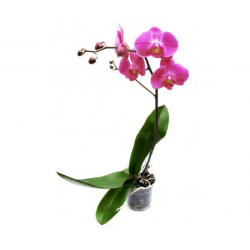 Doniczka przeźroczysta do storczyka, orchidei  15cm - 10szt.