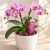 Target Orchid Energy – odżywka do storczyków 35 ml