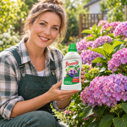 Florovit – Nawóz do hortensji – długie kwitnienie 1 kg — grafika reklamowa Florovit – Nawóz do hortensji – długie kwitnienie 1 kg — grafika reklamowa