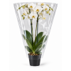 Rożek foliowy do kwiatów ciętych 11 × 48 × 610 — 50 szt.