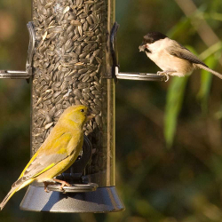 Karma dla ptaków słonecznik niełuskany ziarno 5kg