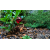 Szklany nawadniacz dozownik wody do roślin domowych 400ml - Czerwony