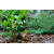 Szklany nawadniacz dozownik wody do roślin domowych 400ml - Zielony